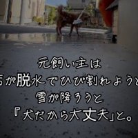 女性を見つめるボサボサの犬