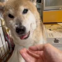 おやつも大好きです