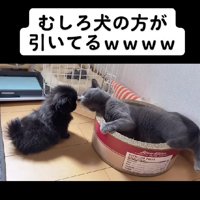 引いてしまったクドリャフカちゃん