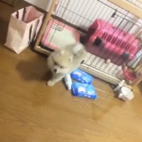 小さなコロンくん