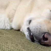 眠る保護犬