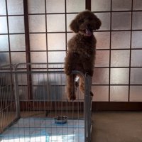 柵の上に乗る犬