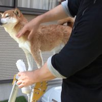 ドライヤー中もお利口さん