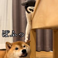 犬の頭に前足を乗せる猫