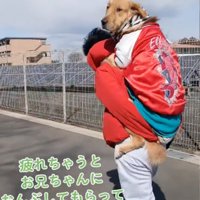 後ろを振り返る犬
