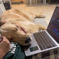 お仕事中の飼い主さんに甘える麹くん4