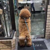 美容院の前で待つ小型犬