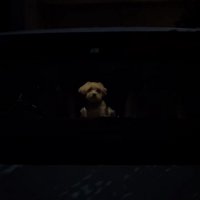 車の中でたたずむ犬