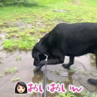 ムニくんのお散歩拒否5