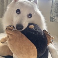 あざとい