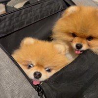 きなこちゃんの目が本気！！