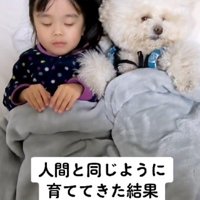 女の子と寝るわんこ