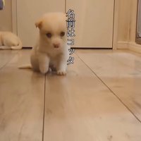 床の上を歩く小さな子犬