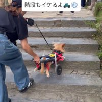階段も上れます