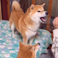不満げに喋る柴犬