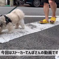 お散歩中のてんぽさん