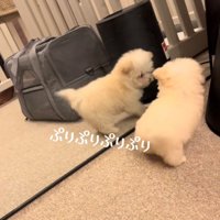 鏡に映る自分を見つめる犬