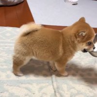 お皿を離さない小雪ちゃん