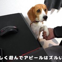 可愛いアピールのせいで集中できません♡