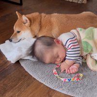 眠そうな柴犬
