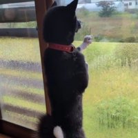 どう見ても黒柴さん