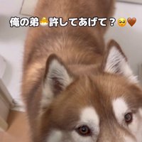 「怒らないであげて」