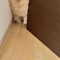 オットセイ