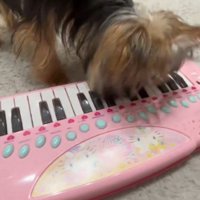 おもちゃのピアノの鍵盤を咥えて音を鳴らす犬
