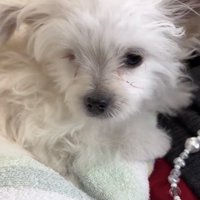 うつむきがちな犬