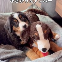 犬のぬいぐるみと並ぶ子犬