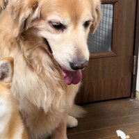 「あの子が…やっちゃったんだ…」