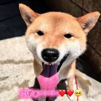 舌を出して笑顔を見せる犬