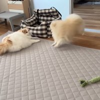 駆け寄って脅かしたら…