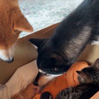 赤ちゃん猫を覗き込む柴犬