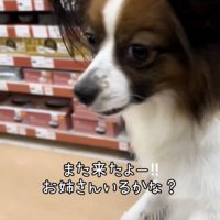 前方をじっと見つめる犬