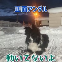 「動いてないよ」と主張