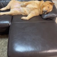 ぽぽ太くんの寝姿3