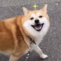 大きく口を開けて笑う犬