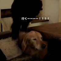 ルーク君をお散歩に誘った時の態度2