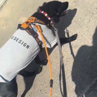 服を着た犬の散歩
