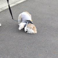 ブラジル