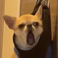 嫌そうな顔の小型犬