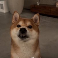 飼い主から注意を受ける、歯がむき出しになった犬