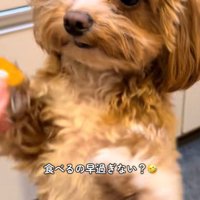 みかんを食べるこあ君