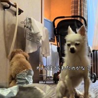 ドアの前で目を細める白いチワワ
