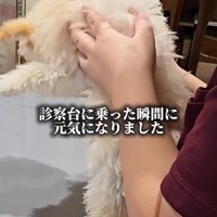 注射後のぱうちゃん7