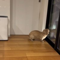 家族を待つ小型犬