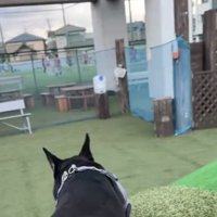 坂の上にいる犬
