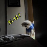 飼い主の寝ている部屋を覗く白い犬