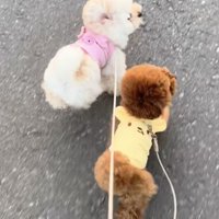 弟の「こはく」くんと